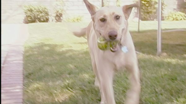 El encantador de perros - Sophie & Daisy