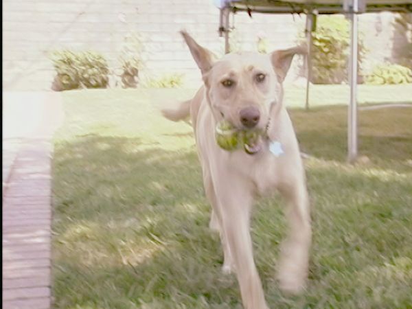 El encantador de perros - Sophie & Daisy