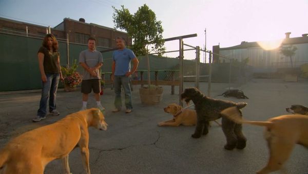 El encantador de perros - Bodhi, Maggie & Molly, y Bojo