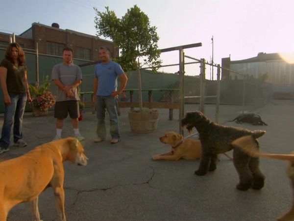 El encantador de perros - Bodhi, Maggie & Molly, y Bojo