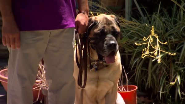 El encantador de perros - Dasher, Riley, y Fosse