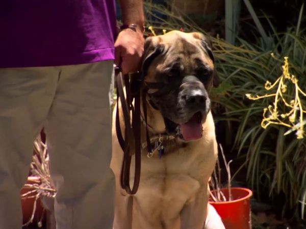 El encantador de perros - Dasher, Riley, y Fosse