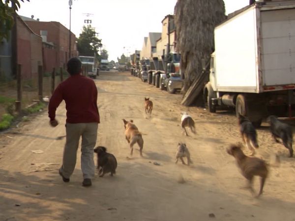 El encantador de perros - Calvin, Rudy y Milo