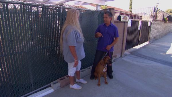 El encantador de perros - Chloe and various dogs