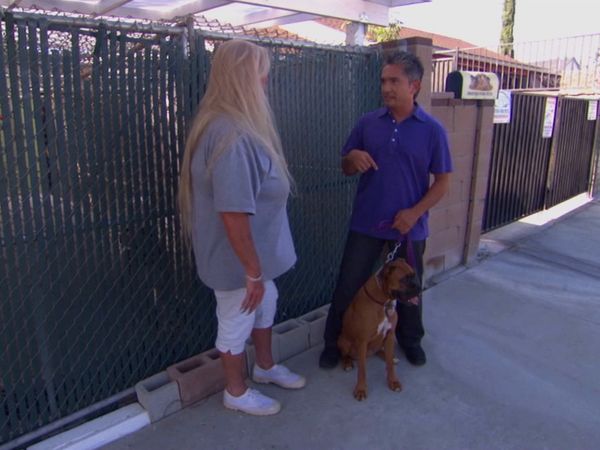 El encantador de perros - Chloe and various dogs