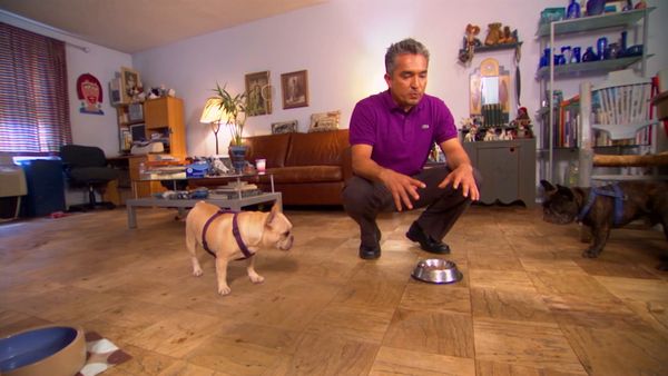 El encantador de perros - Tori, Cassie, & Skyler, and Tallulah, Bella, Boris, & Groucho, and Howie