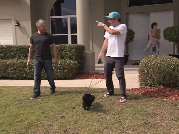 El encantador de perros - Daytona Dogs
