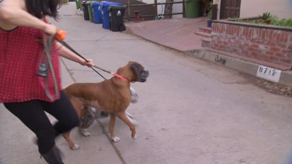 El encantador de perros - Bad Dogs of Comedy