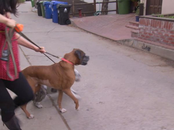 El encantador de perros - Bad Dogs of Comedy