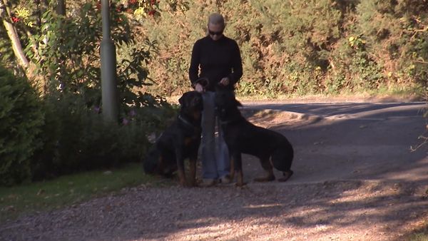 El encantador de perros - Cesar Conquers London