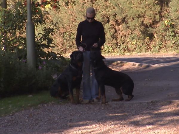 El encantador de perros - Cesar Conquers London