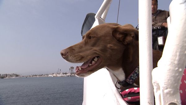 El encantador de perros - Pack Leaders in Training