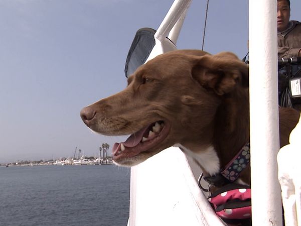 El encantador de perros - Pack Leaders in Training