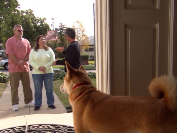 El encantador de perros - Greta & Hoss, Storm, & Chula