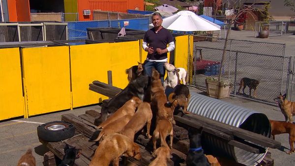 El encantador de perros - Power of the Pack