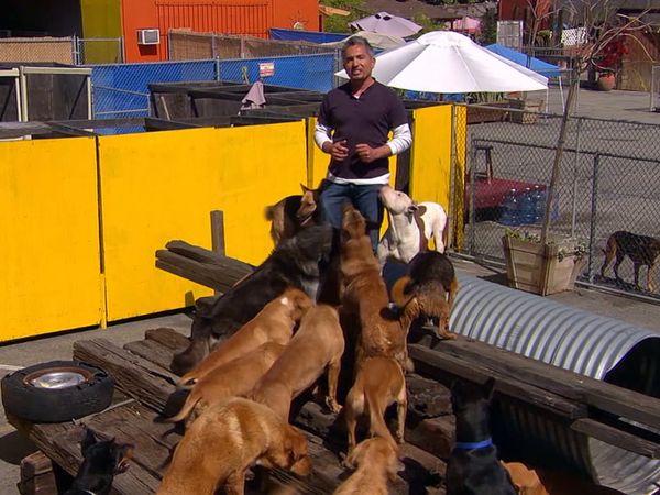 El encantador de perros - Power of the Pack