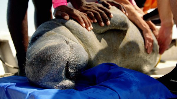 1 000 jours pour la planète - L'aventure humaine : Les lamantins du Belize