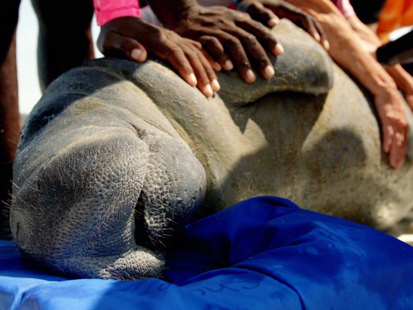 1 000 jours pour la planète - L'aventure humaine : Les lamantins du Belize