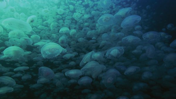 1 000 jours pour la planète - L'aventure humaine : Les tortues du Costa Rica