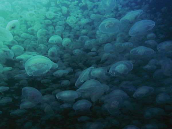 1 000 jours pour la planète - L'aventure humaine : Les tortues du Costa Rica