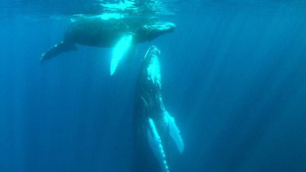 1 000 jours pour la planète - Biodiversité - Les Grands migrateurs océaniques