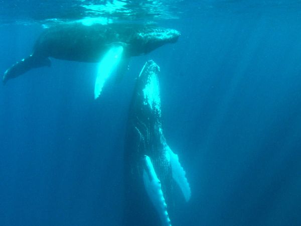 1 000 jours pour la planète - Biodiversité - Les Grands migrateurs océaniques