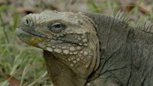1 000 jours pour la planète - Biodiversité - Mission Biodiversité