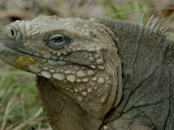 1 000 jours pour la planète - Biodiversité - Mission Biodiversité