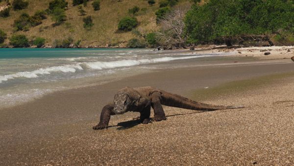 1 000 jours pour la planète - Les dragons de Komodo
