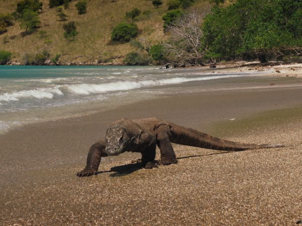 1 000 jours pour la planète - Les dragons de Komodo