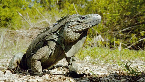 1 000 jours pour la planète - L'aventure humaine: Les îles Caïmans, une lutte pour la survie