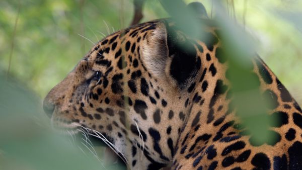 1 000 jours pour la planète - L'aventure humaine: Derniers jaguars, dernières grenouilles
