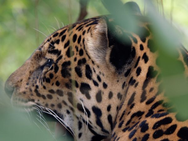 1 000 jours pour la planète - L'aventure humaine: Derniers jaguars, dernières grenouilles