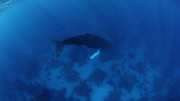 1 000 jours pour la planète - L'aventure humaine: Le chant des rorquals à bosse