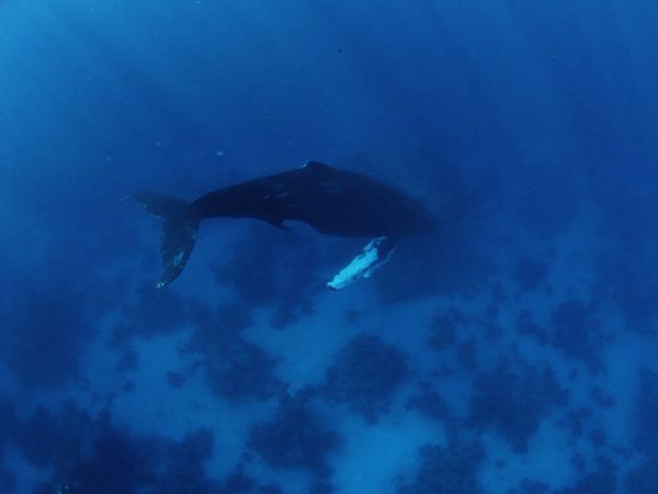 1 000 jours pour la planète - L'aventure humaine: Le chant des rorquals à bosse
