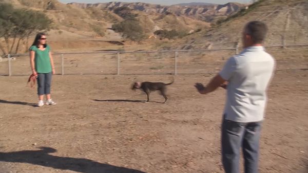 El encantador de perros - Bebe y Lola