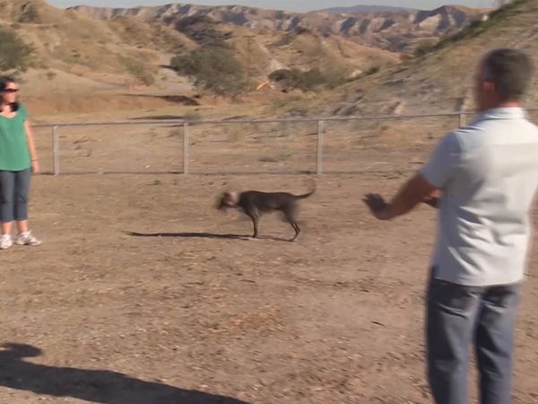 El encantador de perros - Bebe y Lola