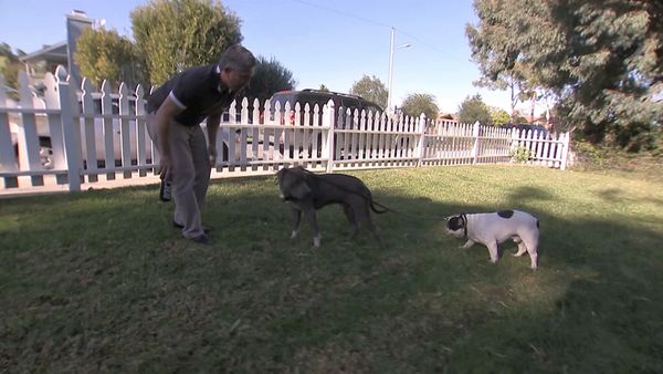 El encantador de perros - How to Raise the Perfect Dog