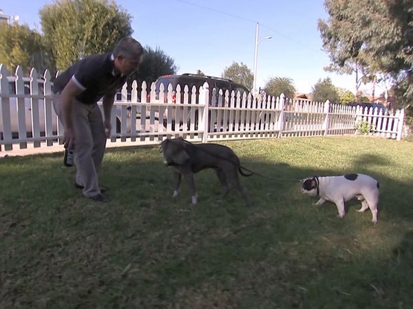 El encantador de perros - How to Raise the Perfect Dog