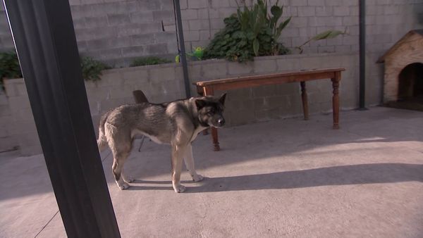 El encantador de perros - Bella, Rocky y Madison & Catalina