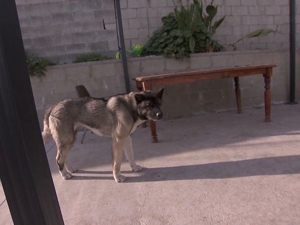 El encantador de perros - Bella, Rocky y Madison & Catalina