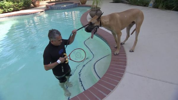 El encantador de perros - Maxwell, Brooklyn, y Tipper