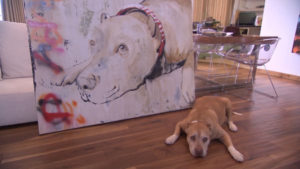 El encantador de perros - Hardy-Attacked with Love