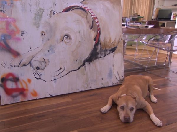 El encantador de perros - Hardy-Attacked with Love