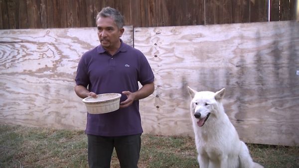 El encantador de perros - Hyde & Vada and Nacho