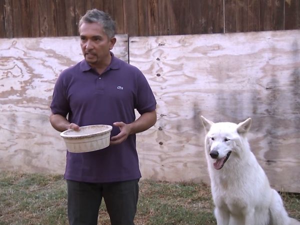El encantador de perros - Hyde & Vada and Nacho