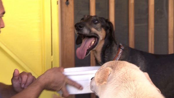 El encantador de perros - Buster, Jack & Marley and Sparky