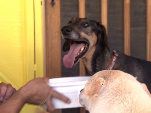 El encantador de perros - Buster, Jack & Marley and Sparky