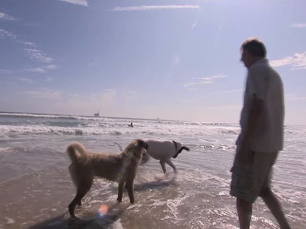 El encantador de perros - Bacchus and Jody