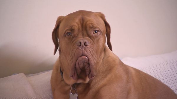 El encantador de perros - The Dog Whisperer: Cesar Down Under Special 01
